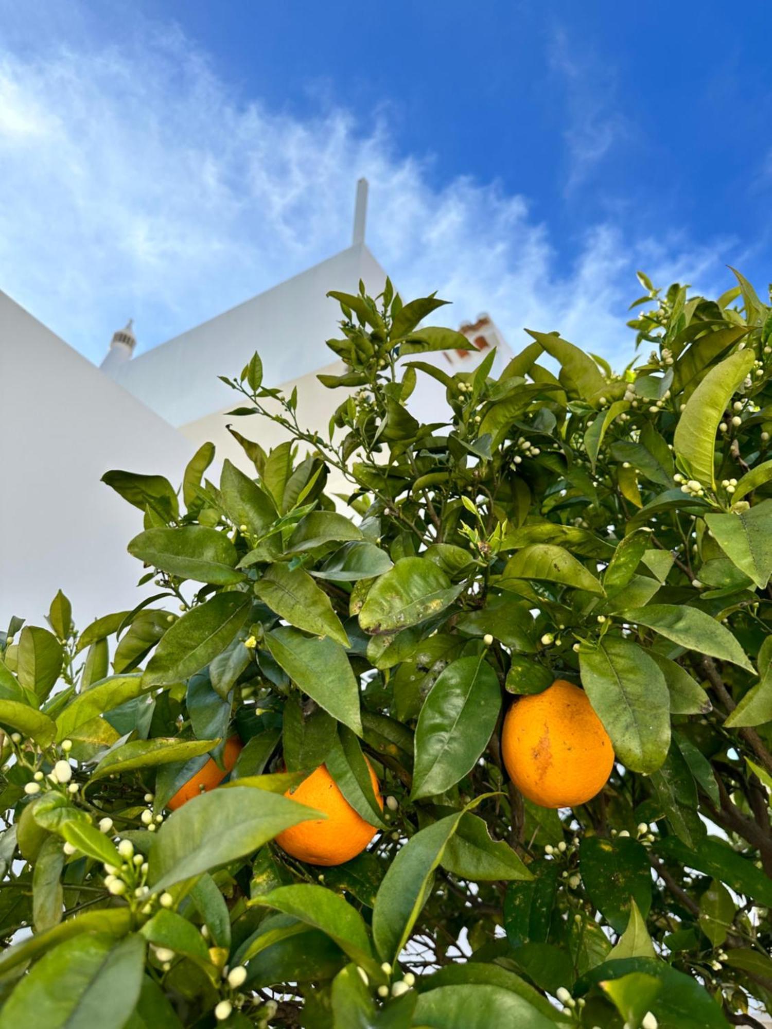 Casa Malia Luxury Guest House Praia Da Luz Ngoại thất bức ảnh